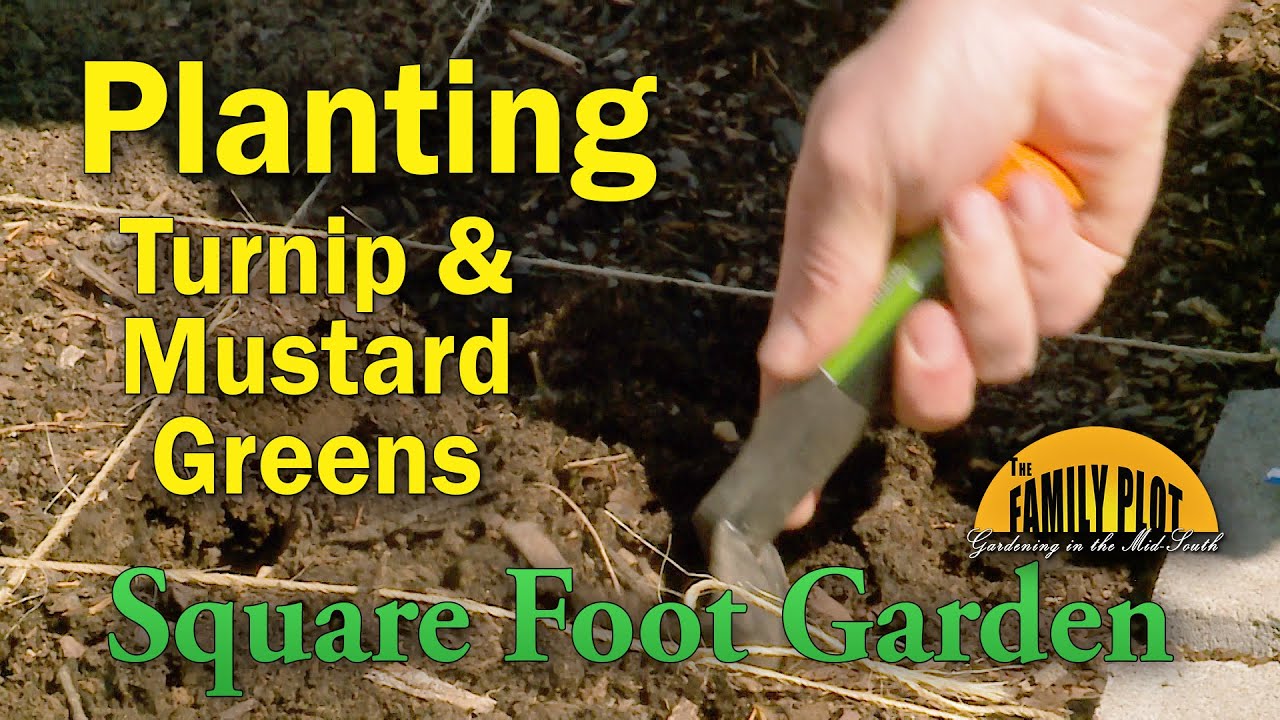 Planting Turnip and Mustard Greens in the Square Foot Garden YouTube