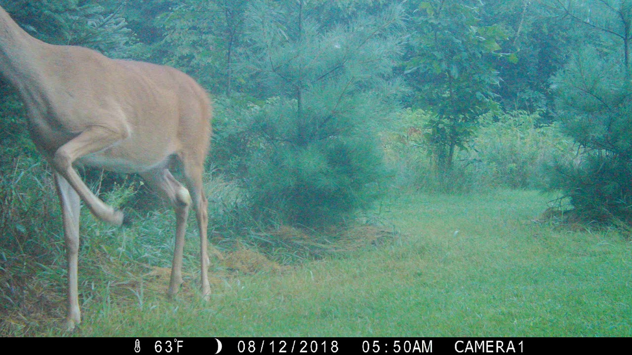 What It Means When a Deer Stomps One Foot