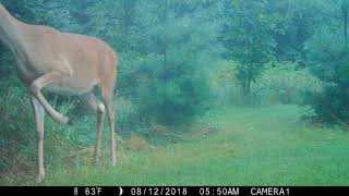 Whitetail Doe Stomping Her Hooves - Deer Danger Signal