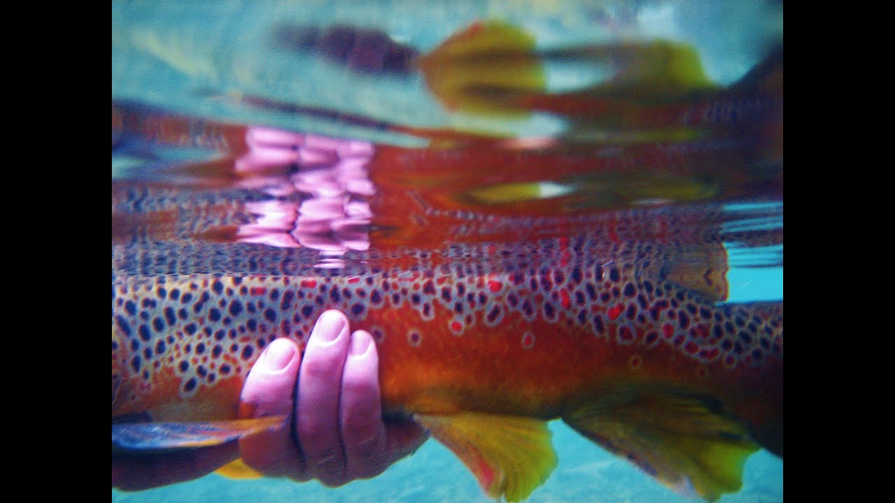 The Ozark Plateau A Fly Fishing Tour Vol1 YouTube