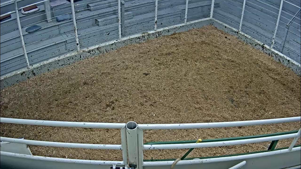 Everson Auction Market Live Stream 1/25/2023 YouTube