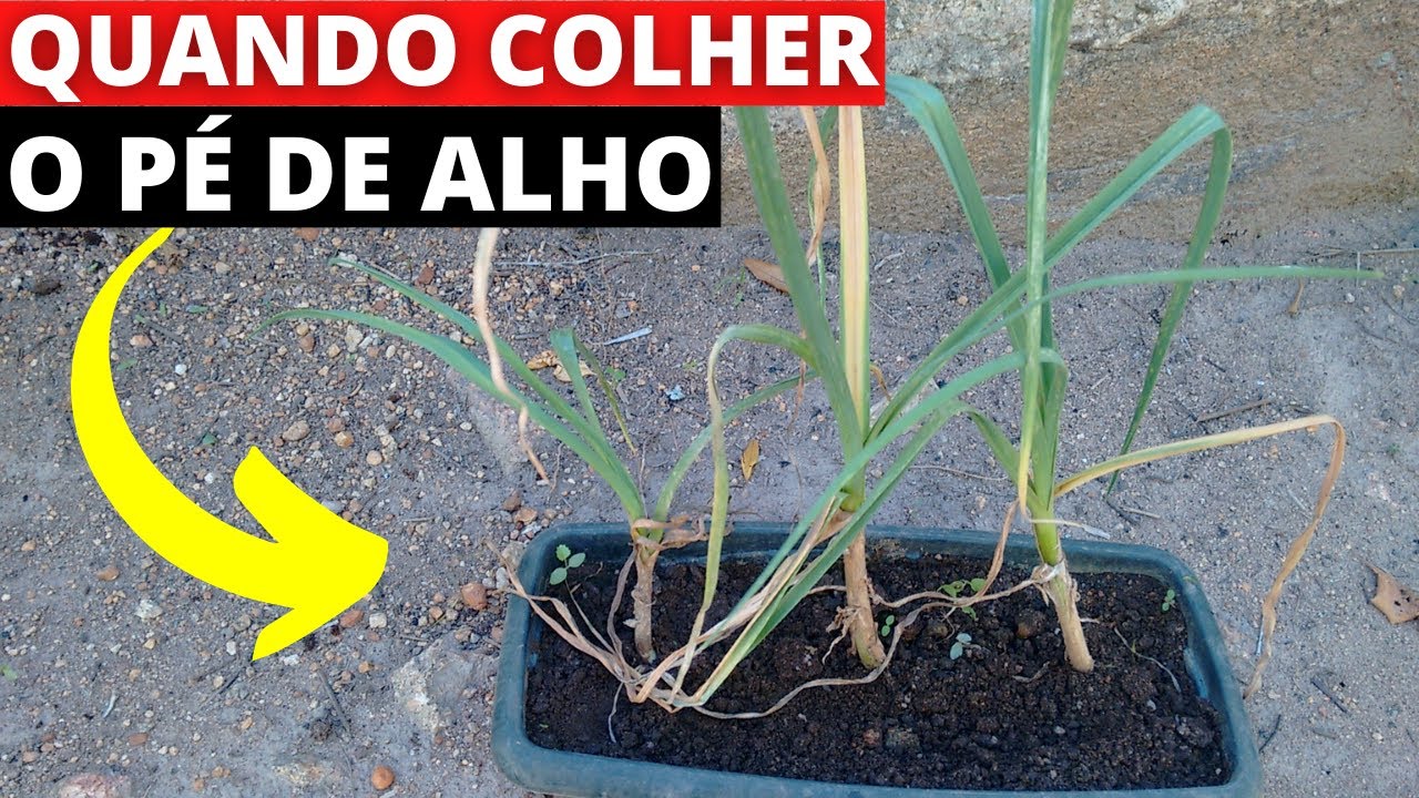 Quando o alho está bom para colher YouTube