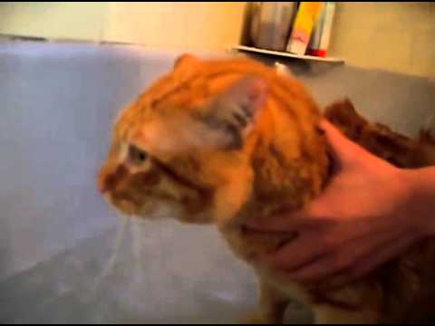Official Video Cat Bath Freak Out Tigger the cat says 'NO!' to bath ...