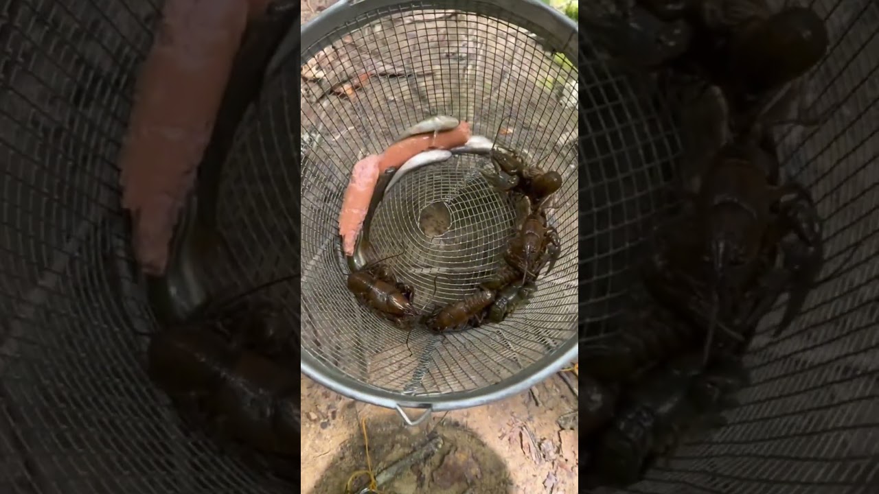 Are Hot Dogs Good Bait For Minner Trapping? 