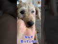 長い間放置された保護犬モカ #shorts