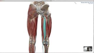 Flexors (Hamstring Group)