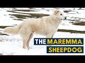 Maremma Sheepdog: 7 Reasons Why We Love The Italian Flock Guardian! の動画、YouTube動画。