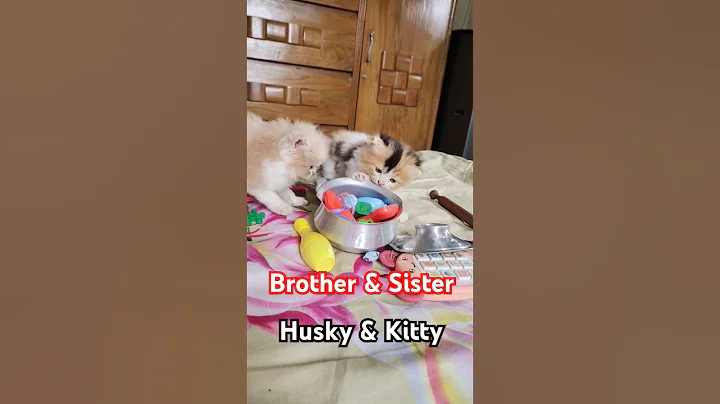 Video 5848181: persian kitten kitty, pure persian kitten, calico persian, persian mother, big persian, black persian