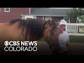 Colorado woman turns recovery journey into healing space for others through horses