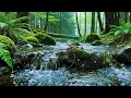 Spring Rain Rhythms: Gentle Forest Stream &amp; Wildlife [4K] 5 Hours Stress Release &amp; Deep Relaxation