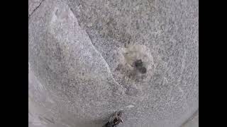 The Nipple Pitch (C3) - Zodiac, El Capitan - Yosemite, CA