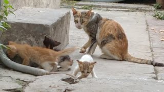 Abandon Kitten Not Happy To Share Food With Mother Cat || Growling At Mother Cat ||