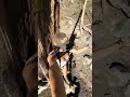 this was the only tree I climbed in Inyo, 1/10 not a good climbing tree #tree #climbingtree