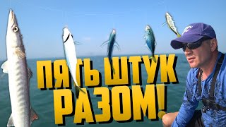 Видео Рыбалка на БАРРАКУДУ - 5 ШТУК ЗА РАЗ! #тайскиехроники (автор: Поймай акулу)