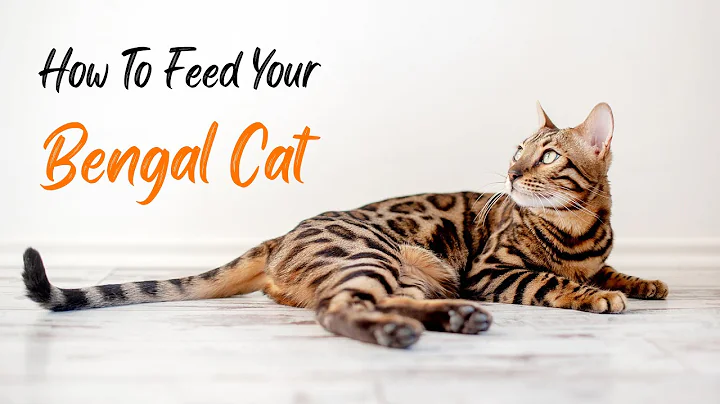 Video 2425771: bengal cat feeding, talking bengal, best bengal
