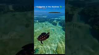 meanwhile in the Maldives.. #turtle #maldives #mediterranean #shortsvideo #animals #holiday