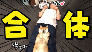 柴犬と娘が合体した完全体がこちらです