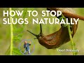 Say goodbye to slugs naturally with david domoneys top tips