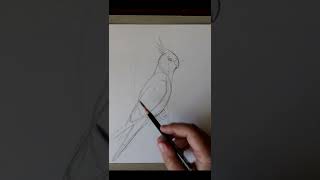 Попугайчик карандашом. Kazyava Art