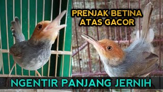 Prenjak Betina Gacor Tirr Panjang jernih