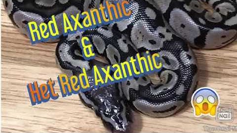 Red Axanthic & Het Red Axanthic Morph