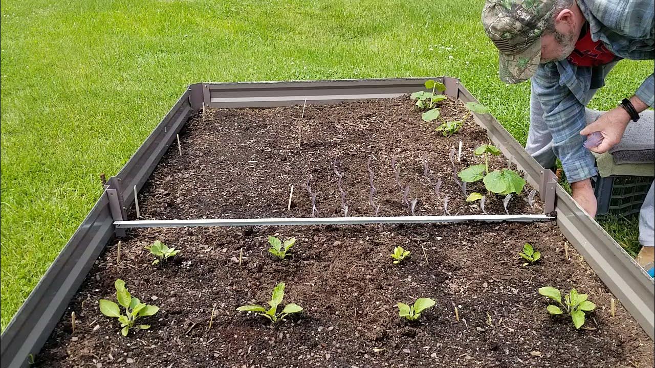 Garden Hack! Put plastic forks in your garden to keep pests out! 🦝🚫🐿🚫🐇🚫