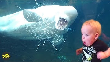 TRY NOT TO LAUGH | Funny Weekend At The Zoo