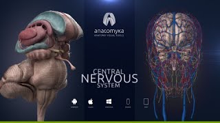 ANATOMYKA app 2.3 - Central nervous system is available now! screenshot 5