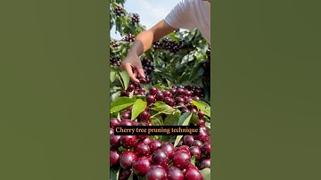 Cherry Tree Pruning Technique #farming @HappyFarm85