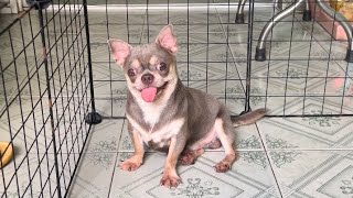 Chihuahua màu Lilac | Ghé thăm ông chú nuôi chihuahua lâu năm trong nghề | Trại Chó Bình Cao