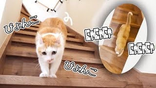 一生懸命階段をトコトコする猫たち集【TRNB切り抜き】