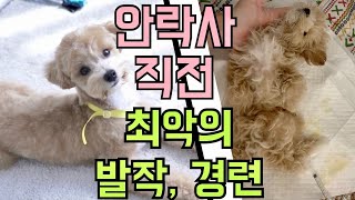 저희 말티푸가 무지개 다리를 건넜다가 돌아왔습니다(최종회) / 강아지 홍역