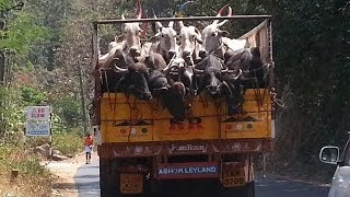 ഏലമല - To the Cardomom Hills & Tea Plantations of Kerala