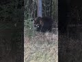 Grizzly vs Black Bear Sow with cubs