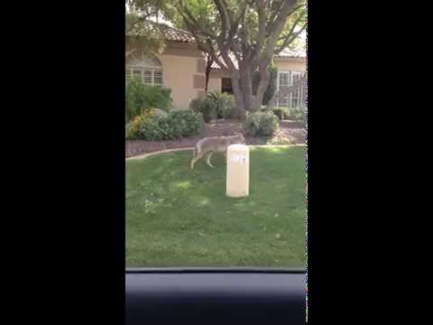 Arizona Home Watch