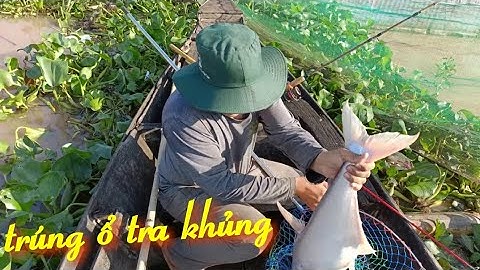 Trúng lớn ổ cá Tra khủng Sông Tiền mùa nước đổ | Câu cá trên bè T377