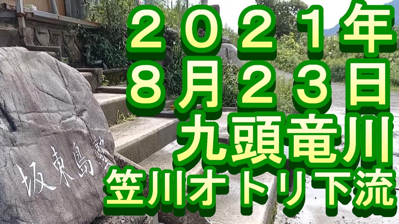 50→40cm高 増水→引水 濁→笹濁り 鮎釣り 九頭竜川 小澤剛