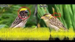 Burung Manyar Kelapa Jantan Betina Free Music Download