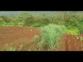 Organic farm at umbari  nisarga herbs  everyday a healthyway