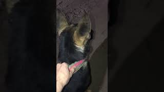لوسي تهجم على كلب شارع!!🙉