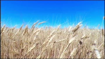 XSP-  flying the wheat field in 1080