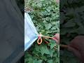 "This Easy Rope Knot Is Genius"! #knot #diy #shorts
