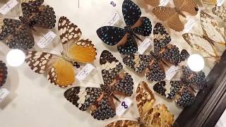Выставка-ярмарка насекомых. Куча бабочек и жуков.