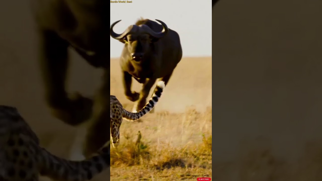 Cheetah vs. Buffalo – A Wild Chase in the Savannah!    