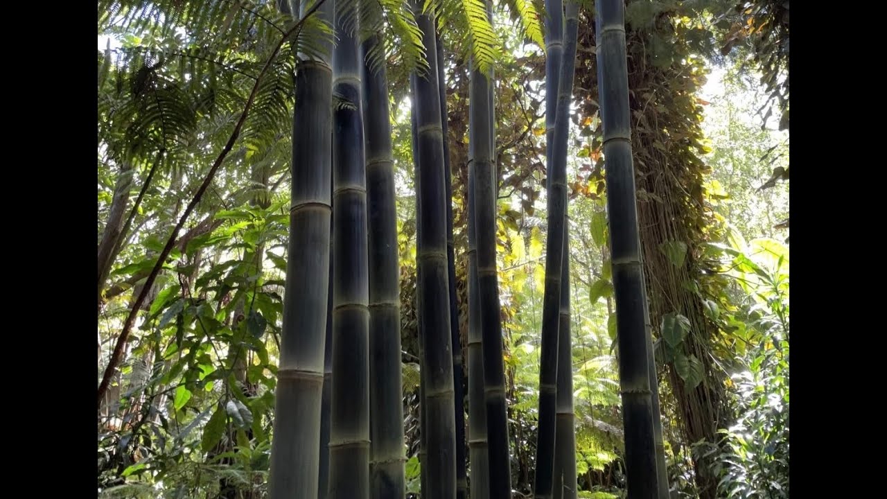 Bamboo Forest - Guitar Meditation no. 4