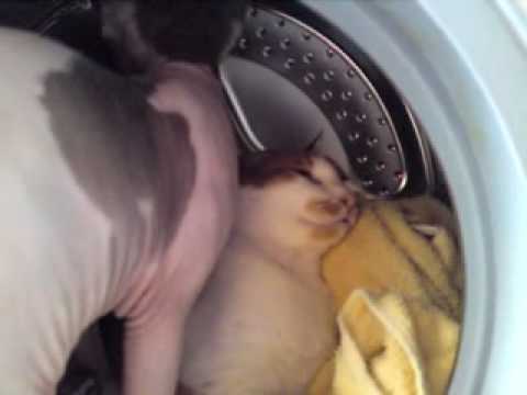 Ling und Noong in der Waschmaschine Teil2