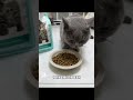 锄禾日当午 带娃是真辛苦 蓝挚猫粮 都市原野精灵 爱如家人食如家人萌宠出道计划 萌宠日常记录 锄禾日当午 带娃是真辛苦 蓝挚猫粮 都市原野精灵 爱如家人食如家人萌宠出道计划 萌宠日常记录