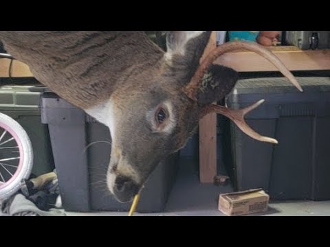 Video: Cómo Despellejar Un Ciervo