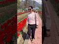 देखा एक ख्वाब तो ये सिलसिले हुए #oldsong #tulip #himachal #palampur