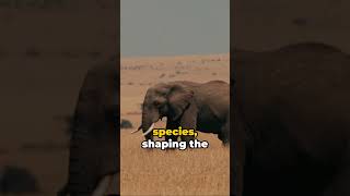 Savannah Symphony: God's Purpose in African Wildlife #godscreations #african #savannah #godspurpose Savannah Symphony: God's Purpose in African Wildlife #godscreations #african #savannah #godspurpose